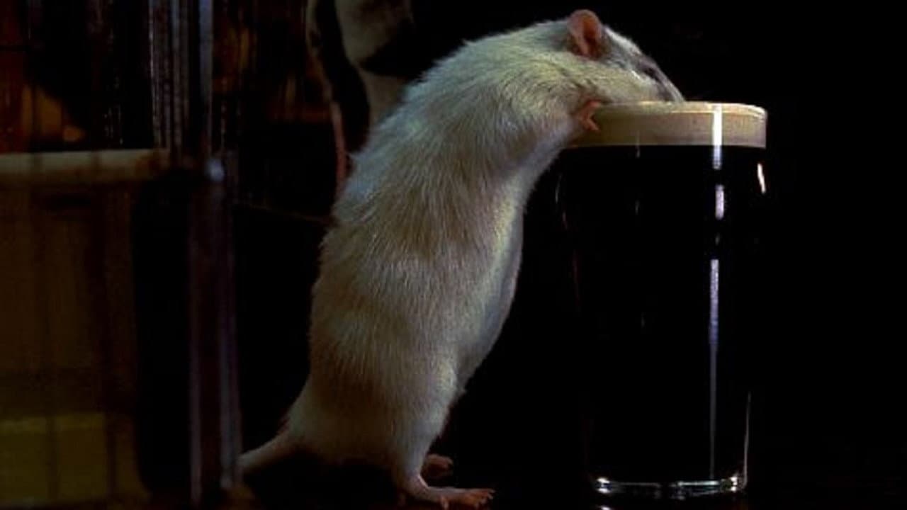 Rat - immagine