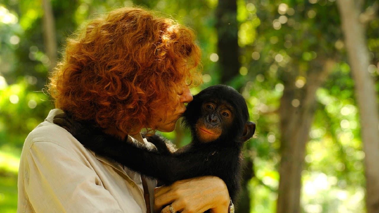 Bonobos - immagine