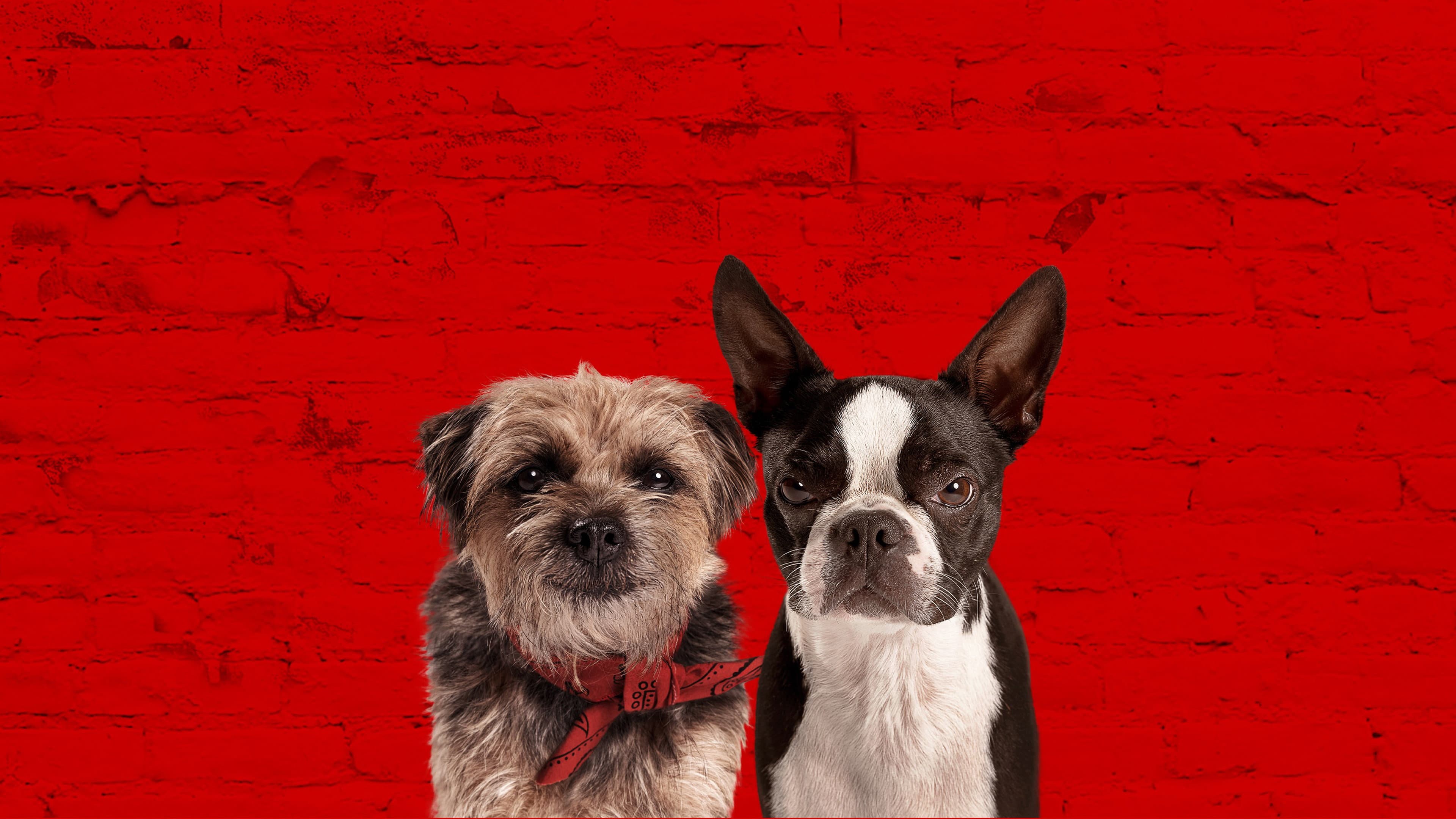 Doggy Style - Quei bravi randagi - immagine
