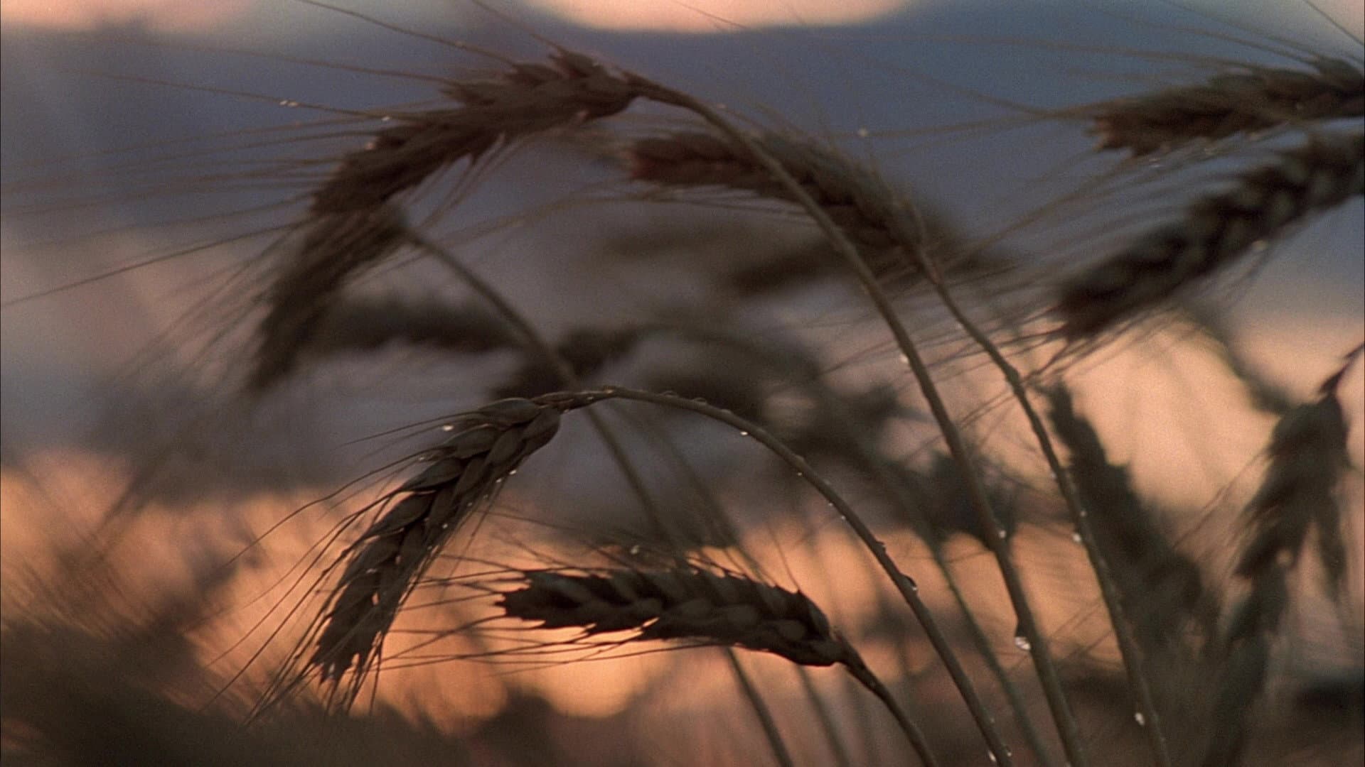I giorni del cielo - immagine