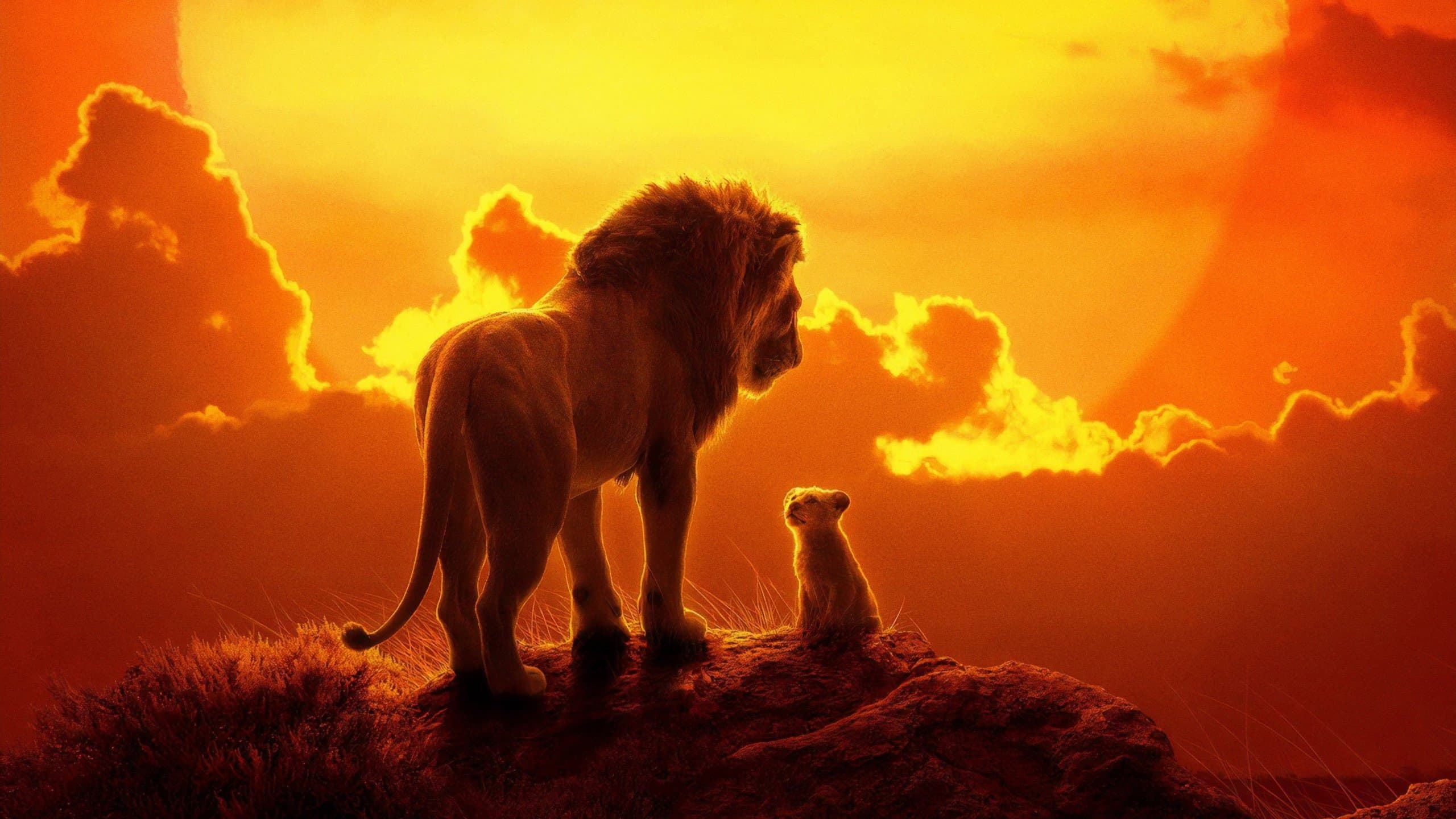 Il re leone - immagine