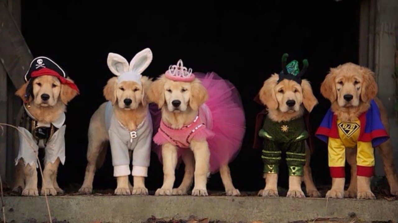 Supercuccioli - Un'avventura da paura! - immagine