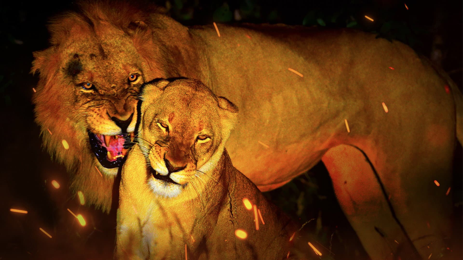 Game of Lions - immagine