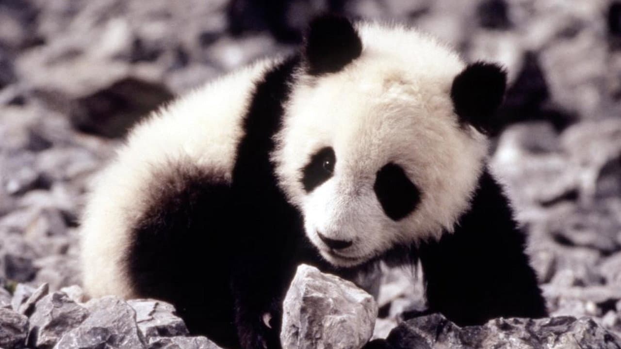 Piccolo panda - immagine