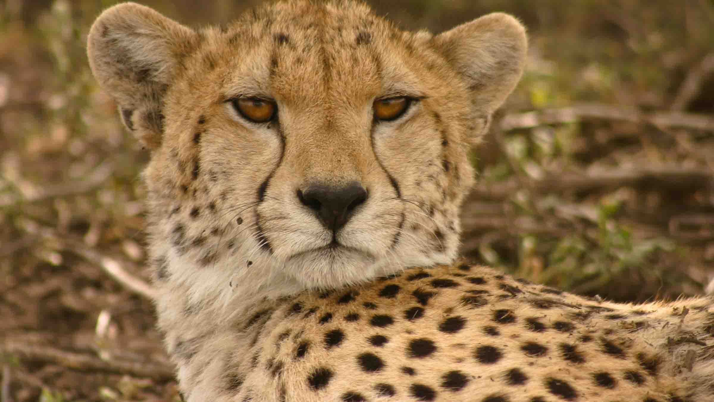 Serengeti Speed Queen - immagine
