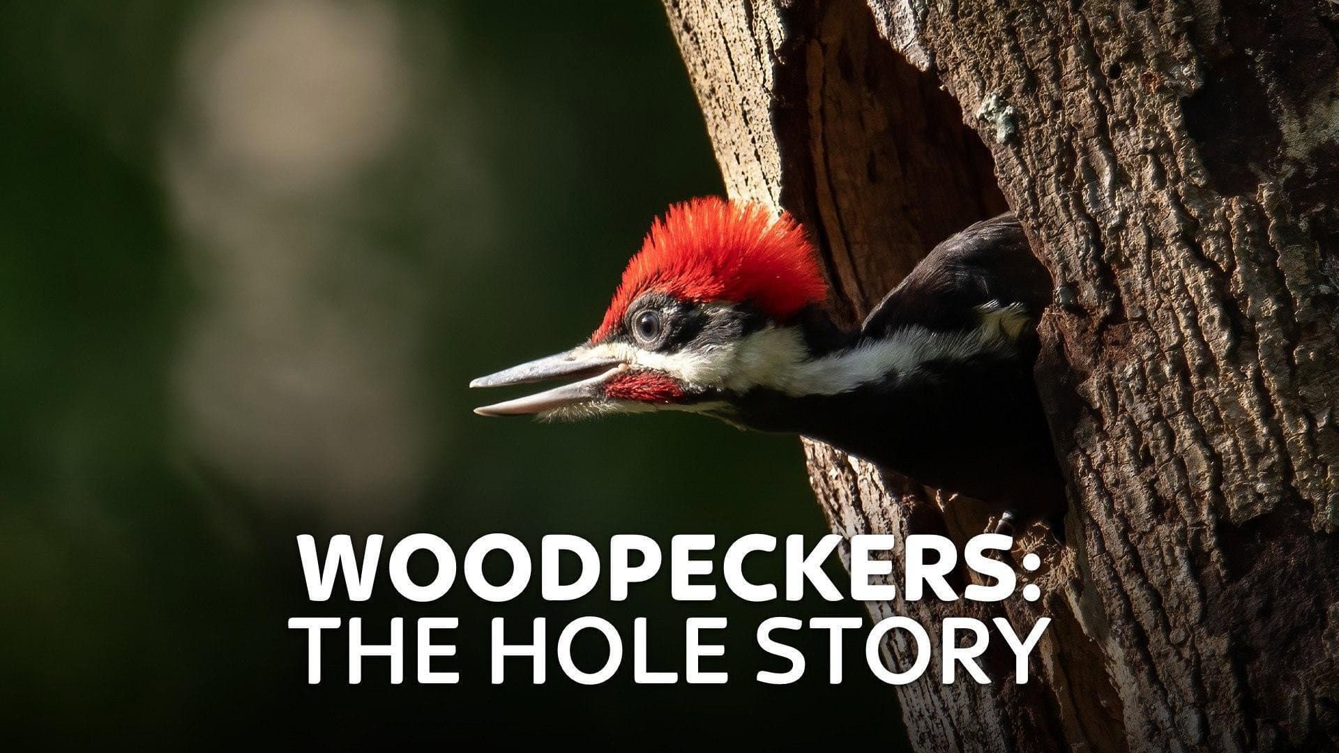 Woodpeckers: The Hole Story - immagine