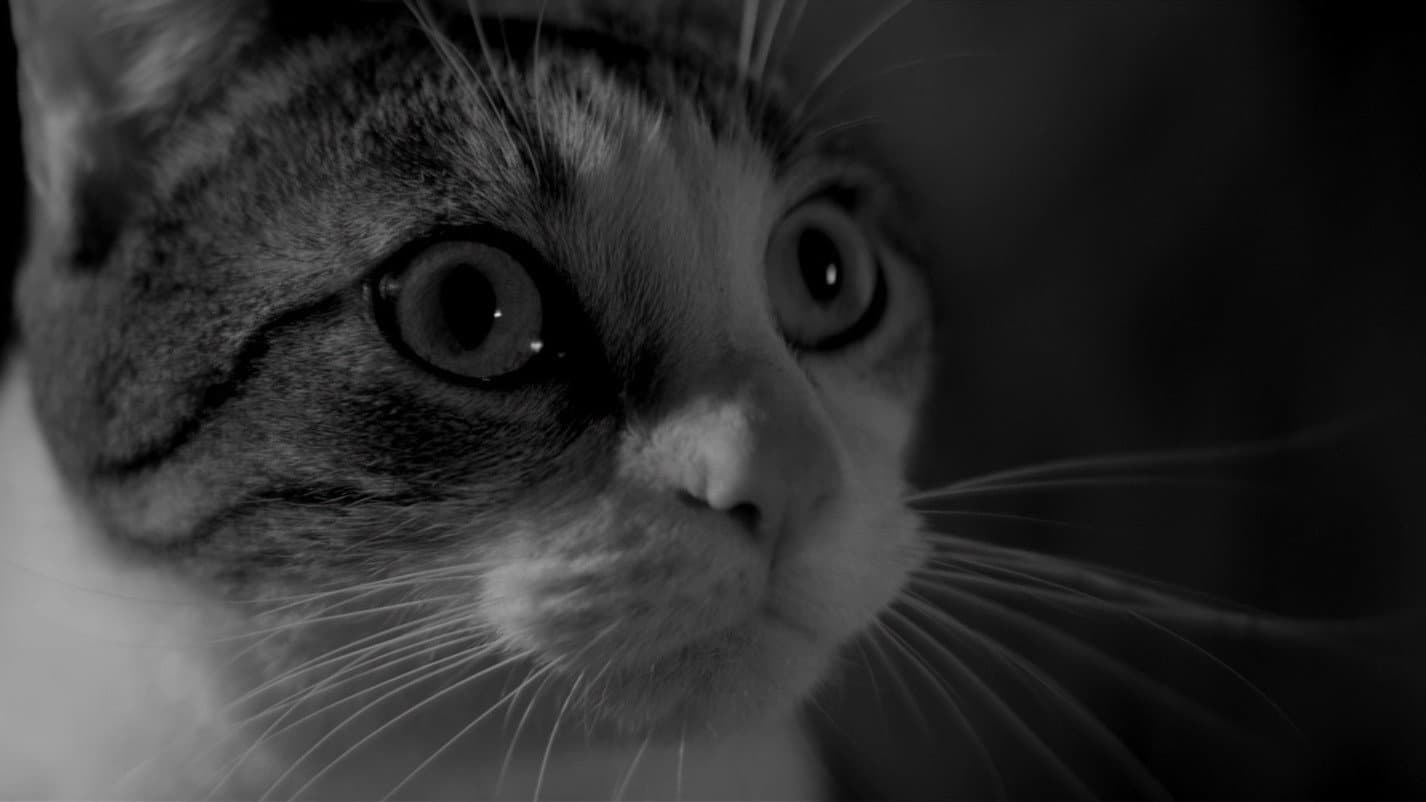 A Girl Walks Home Alone at Night - immagine