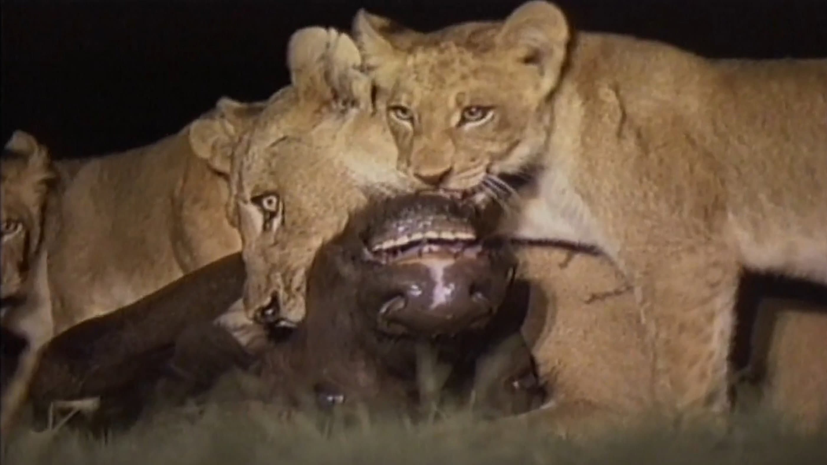 Lions Of Darkness - immagine