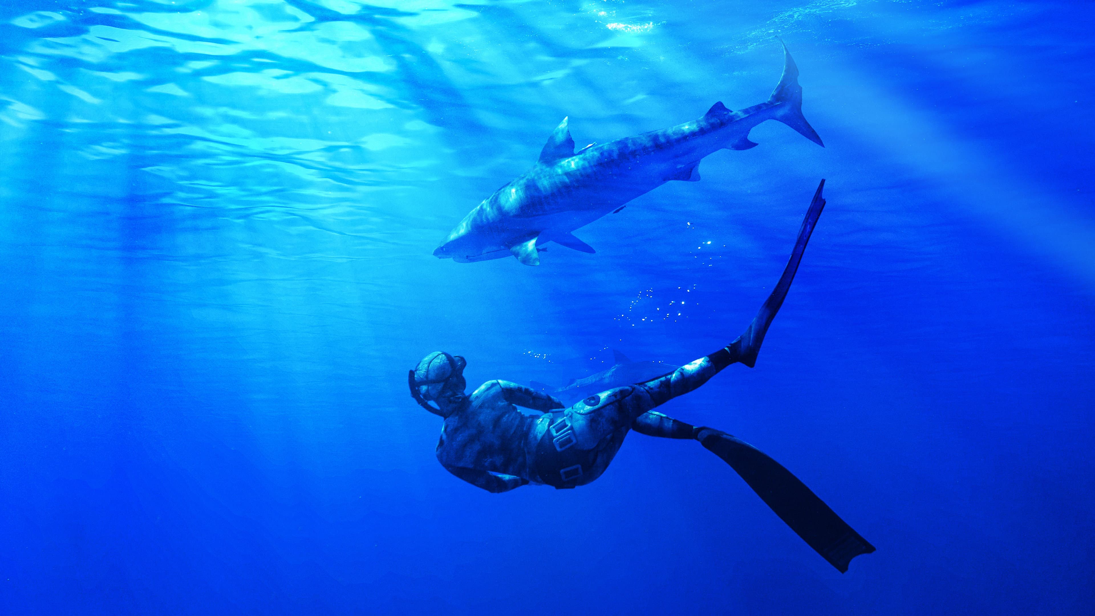 Maui Shark Mystery - immagine