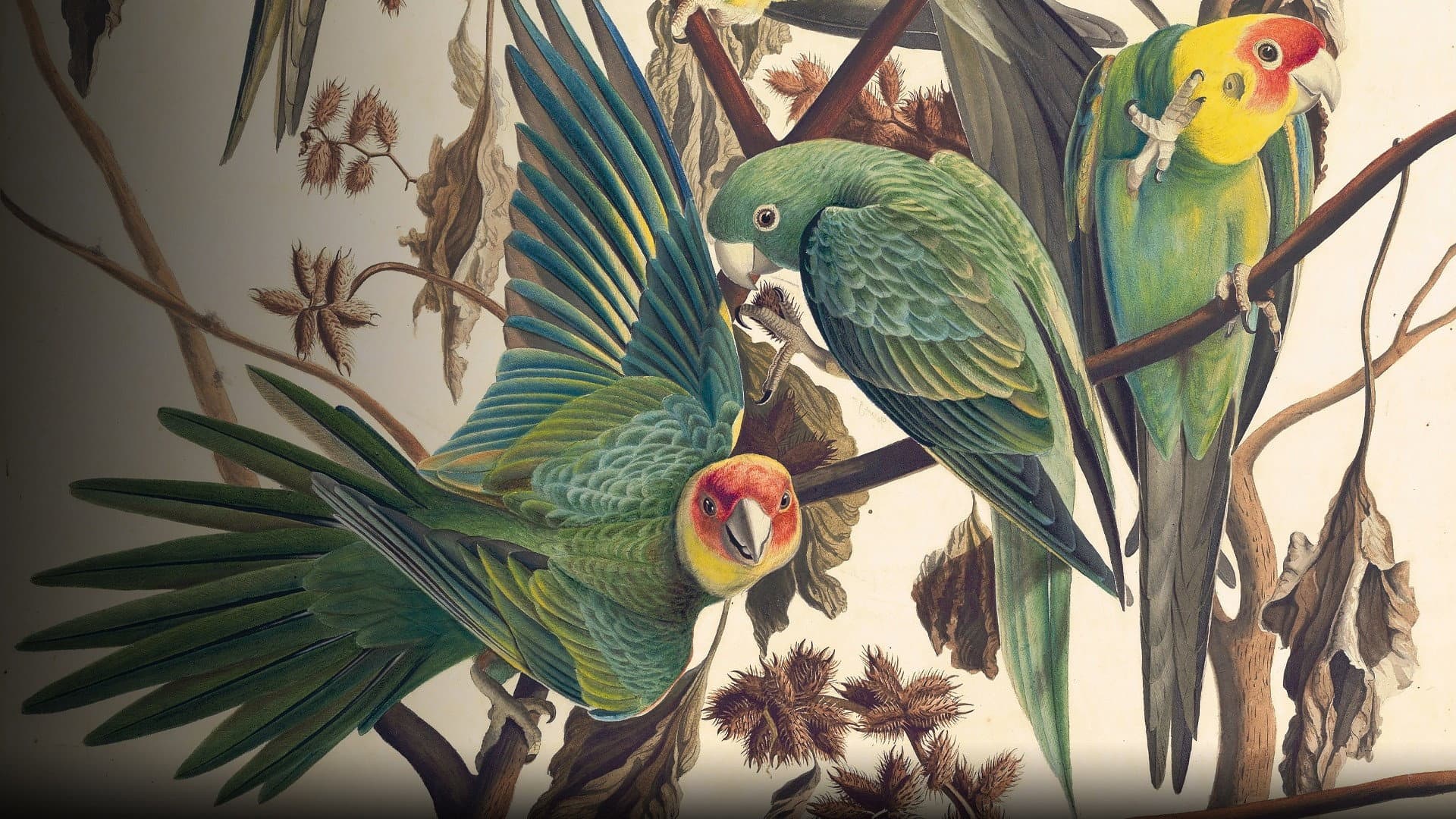 Audubon - immagine
