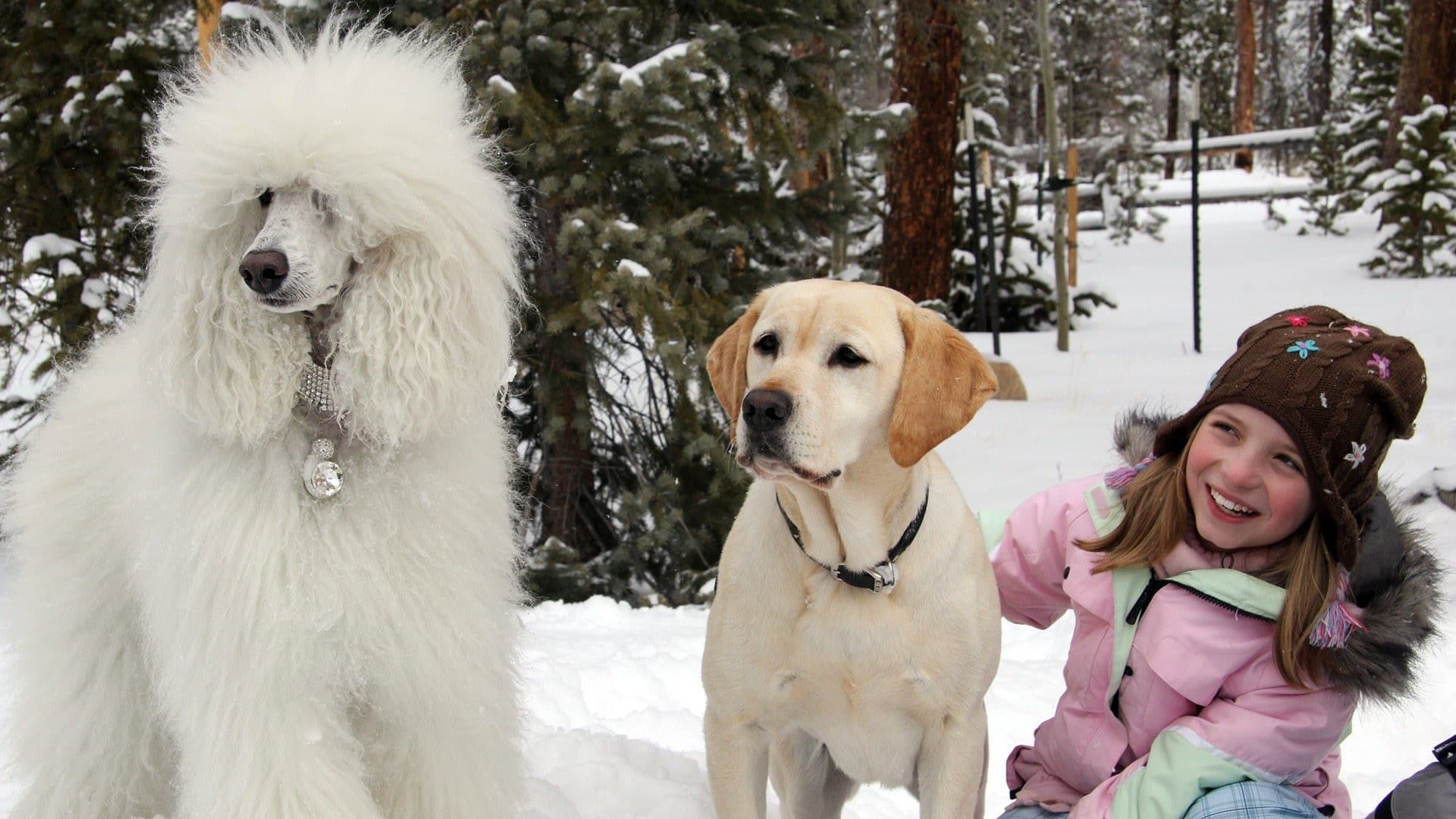 Mamma che Natale da cani! - immagine