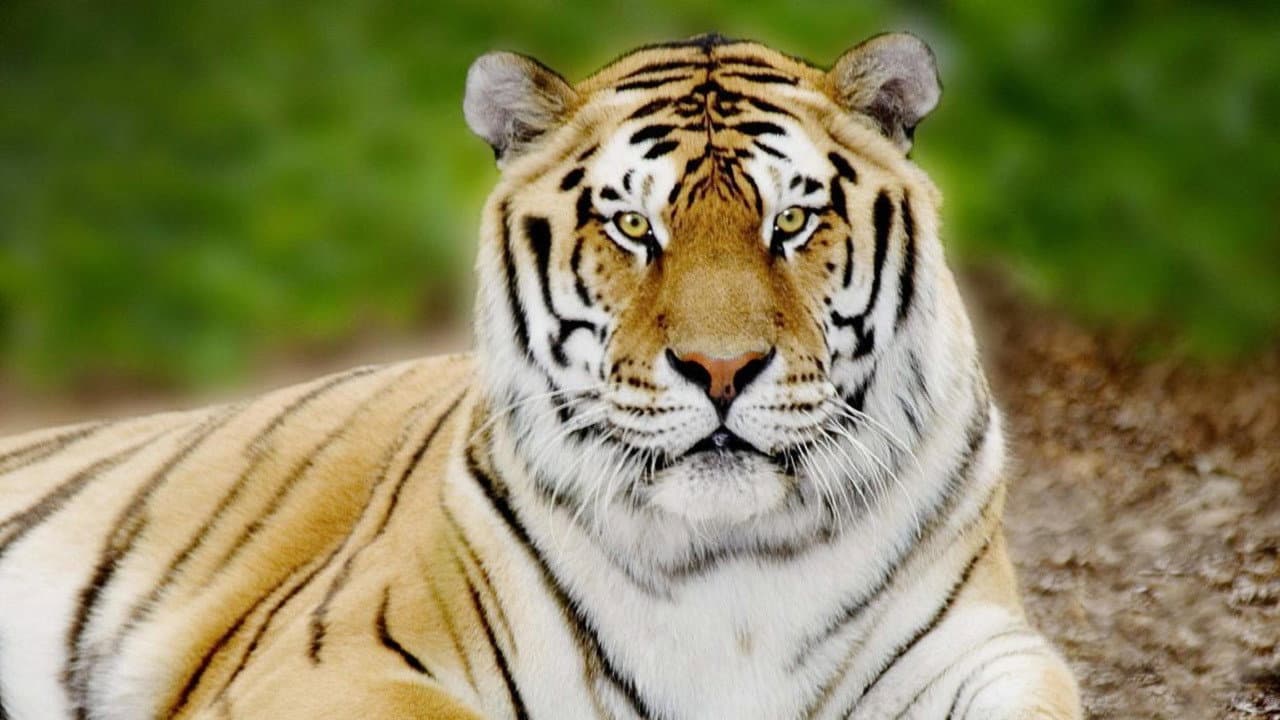 Tigerland - immagine