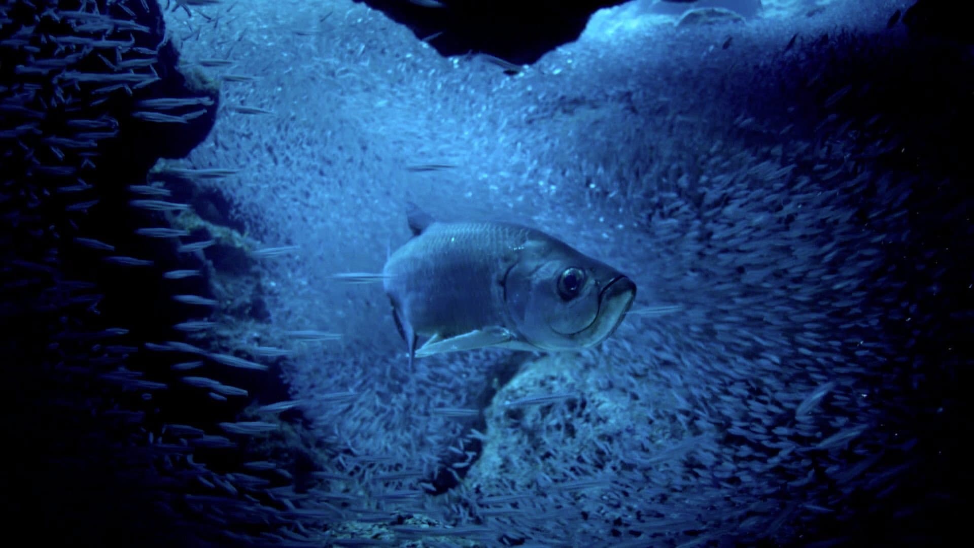 Atlantic: The Wildest Ocean on Earth - immagine