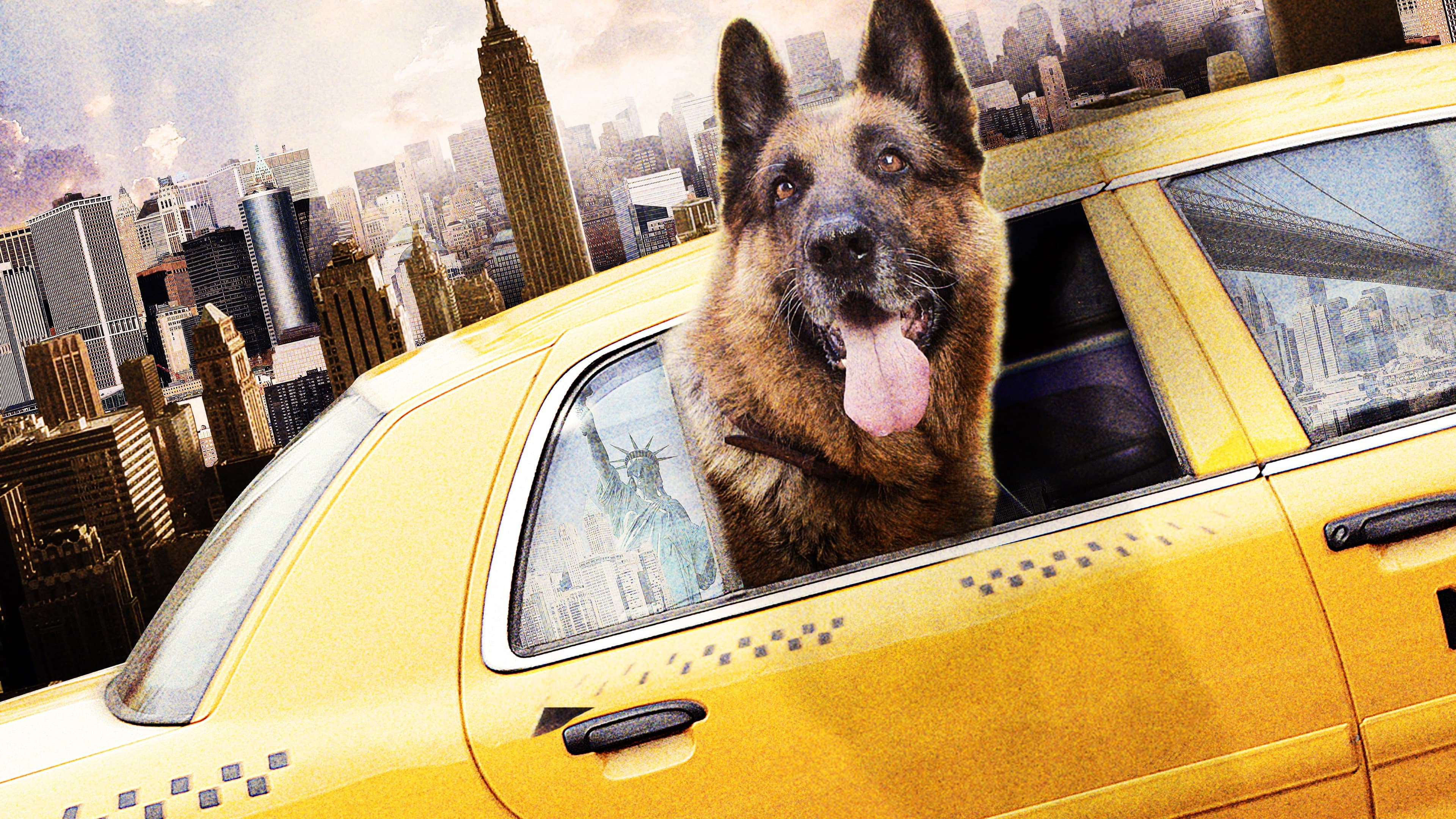 Cool Dog - Rin Tin Tin a New York - immagine