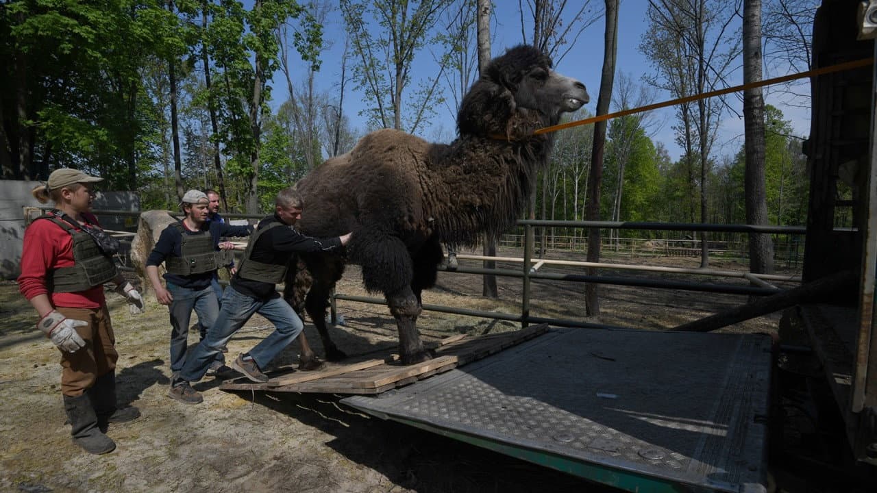 Checkpoint Zoo - immagine