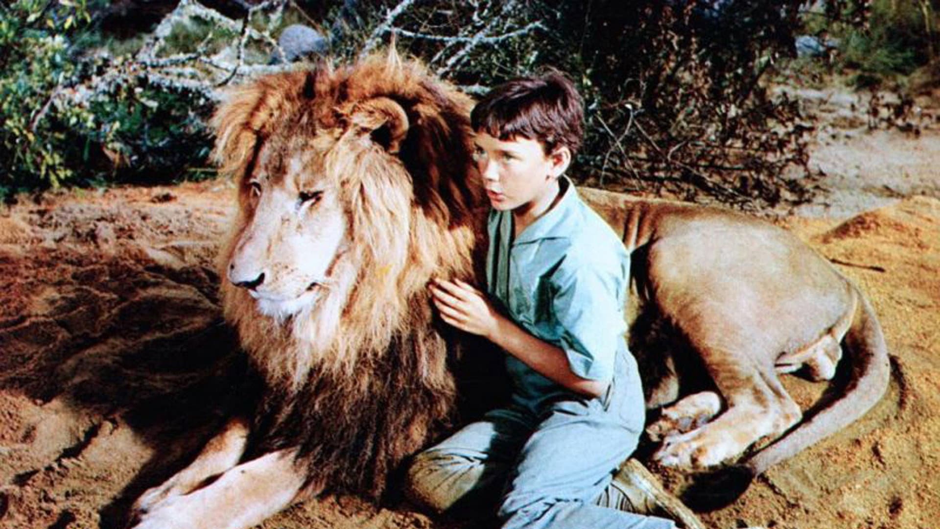 Il leone - immagine