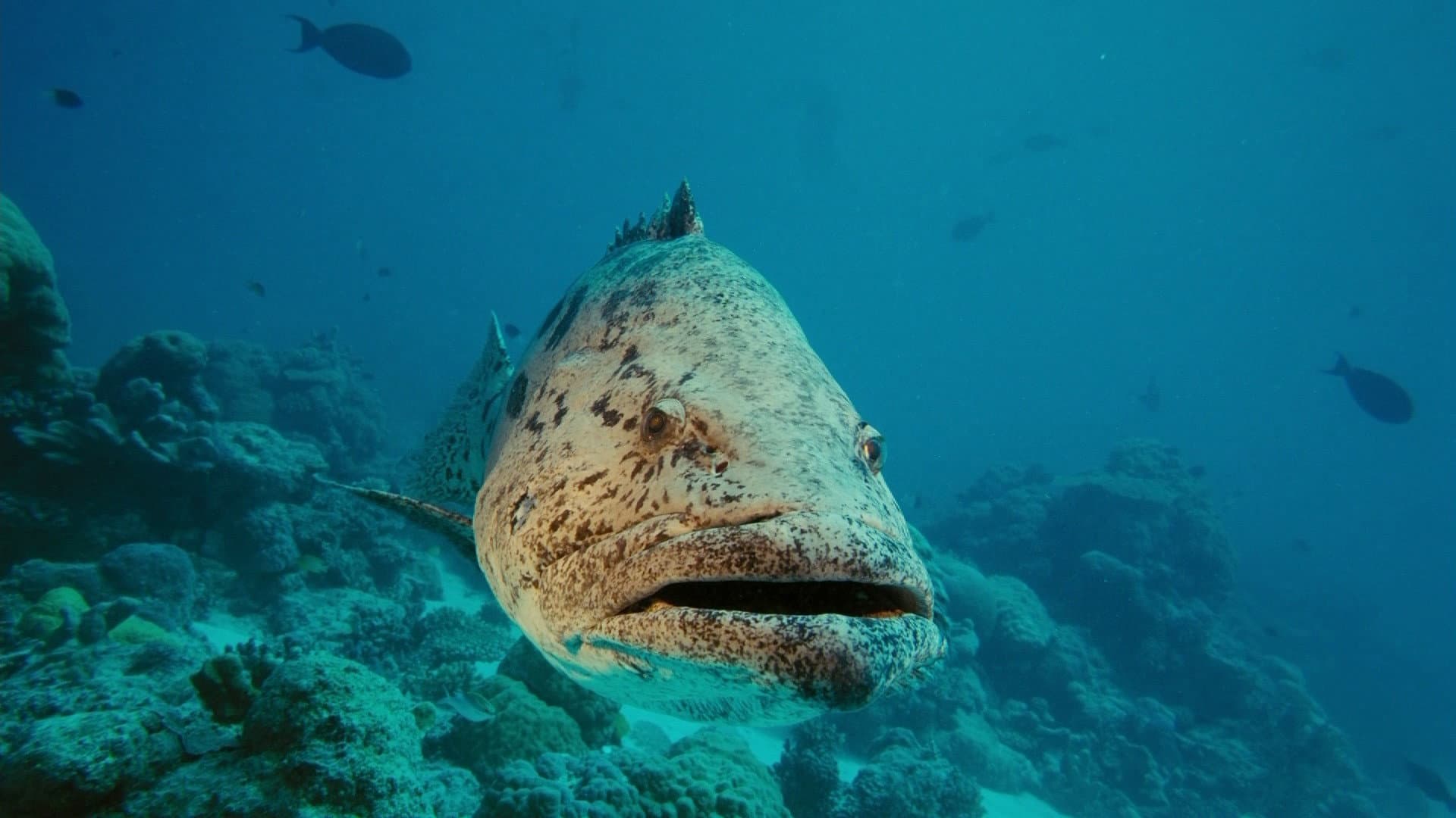 Under the Sea 3D - immagine