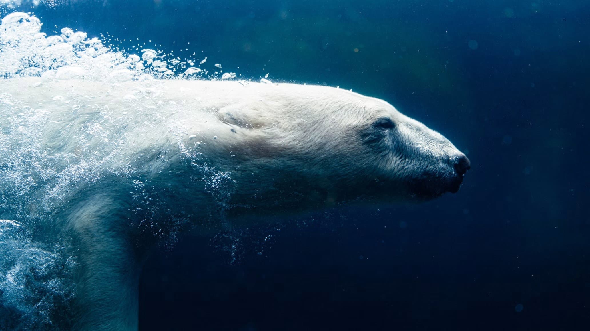 How Animals Do That! - immagine