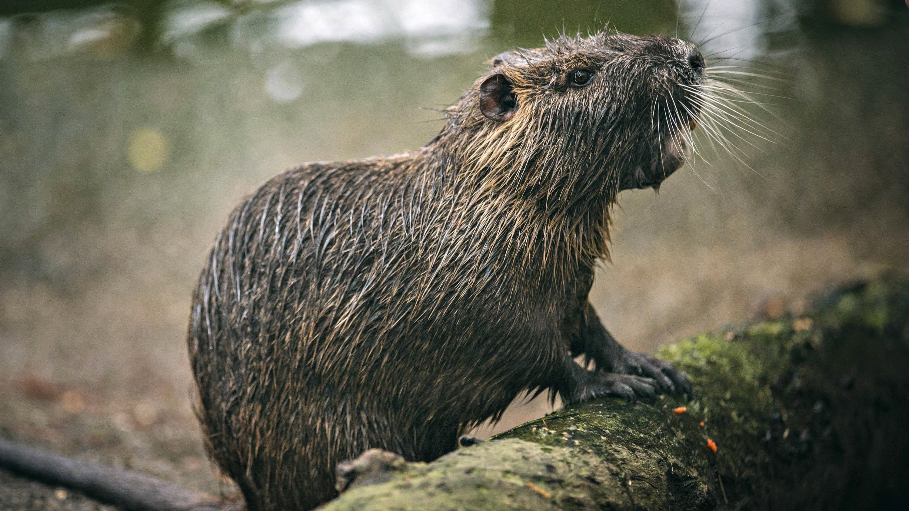 Rodents of Unusual Size - immagine