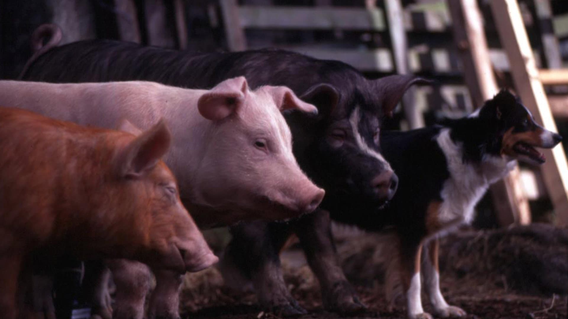 La fattoria degli animali - immagine