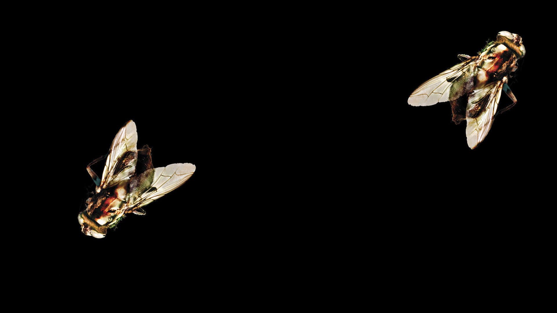 La mosca 2 - immagine