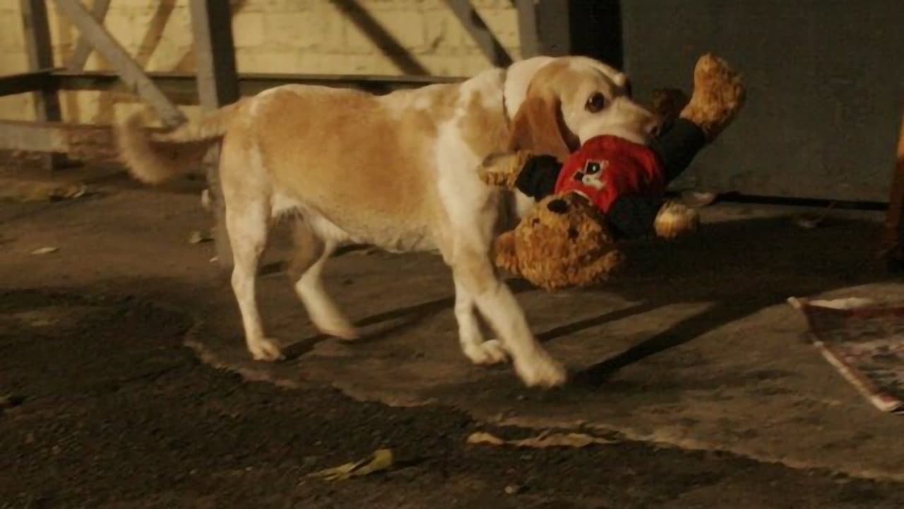 Il Mio Amico Ted - immagine