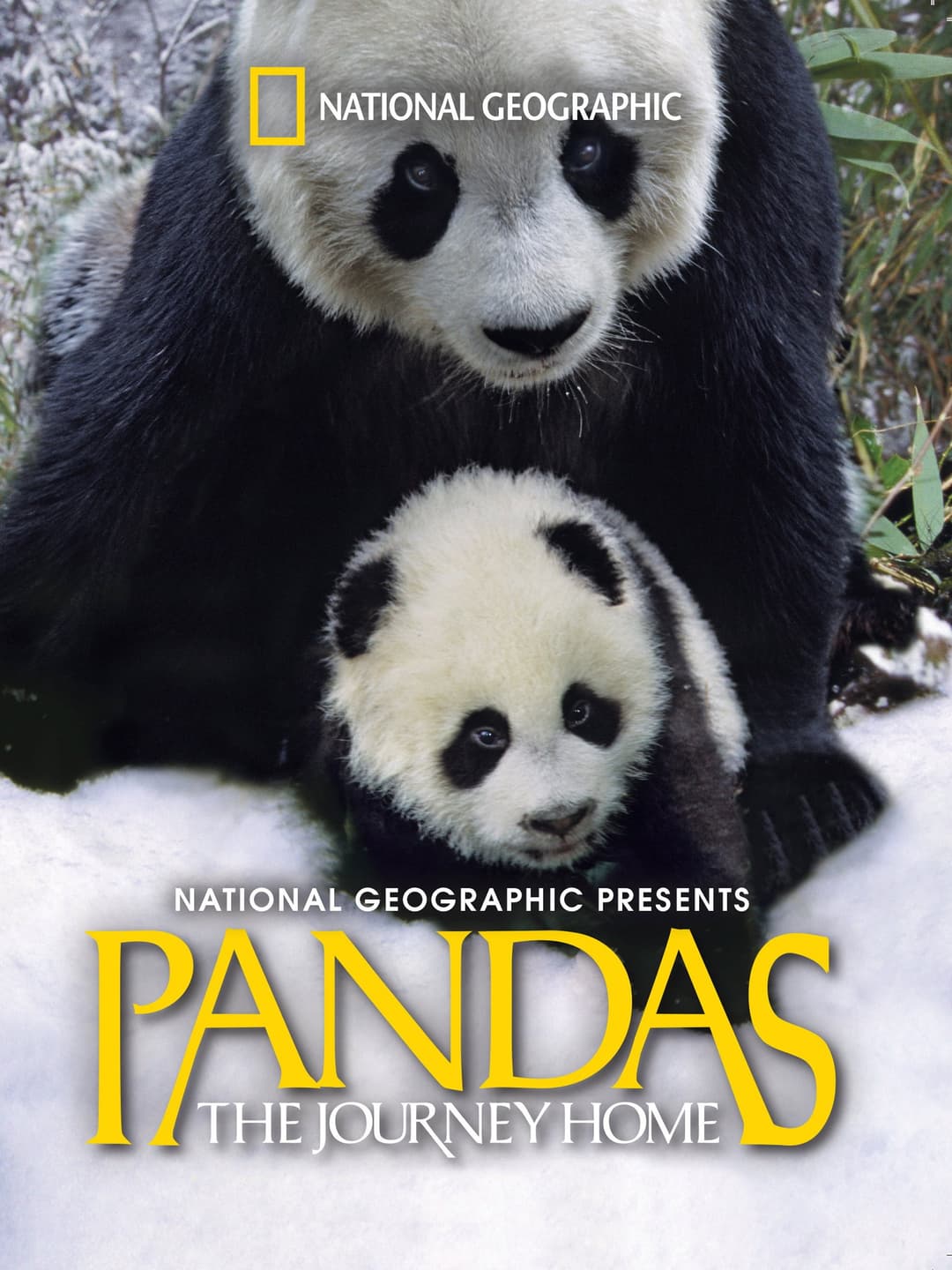 Poster di Pandas: The Journey Home