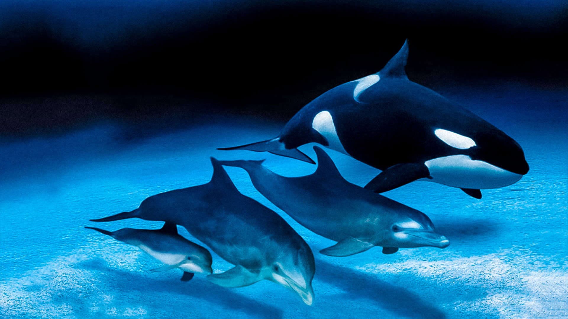 Delfini e balene - Le tribù degli oceani - immagine