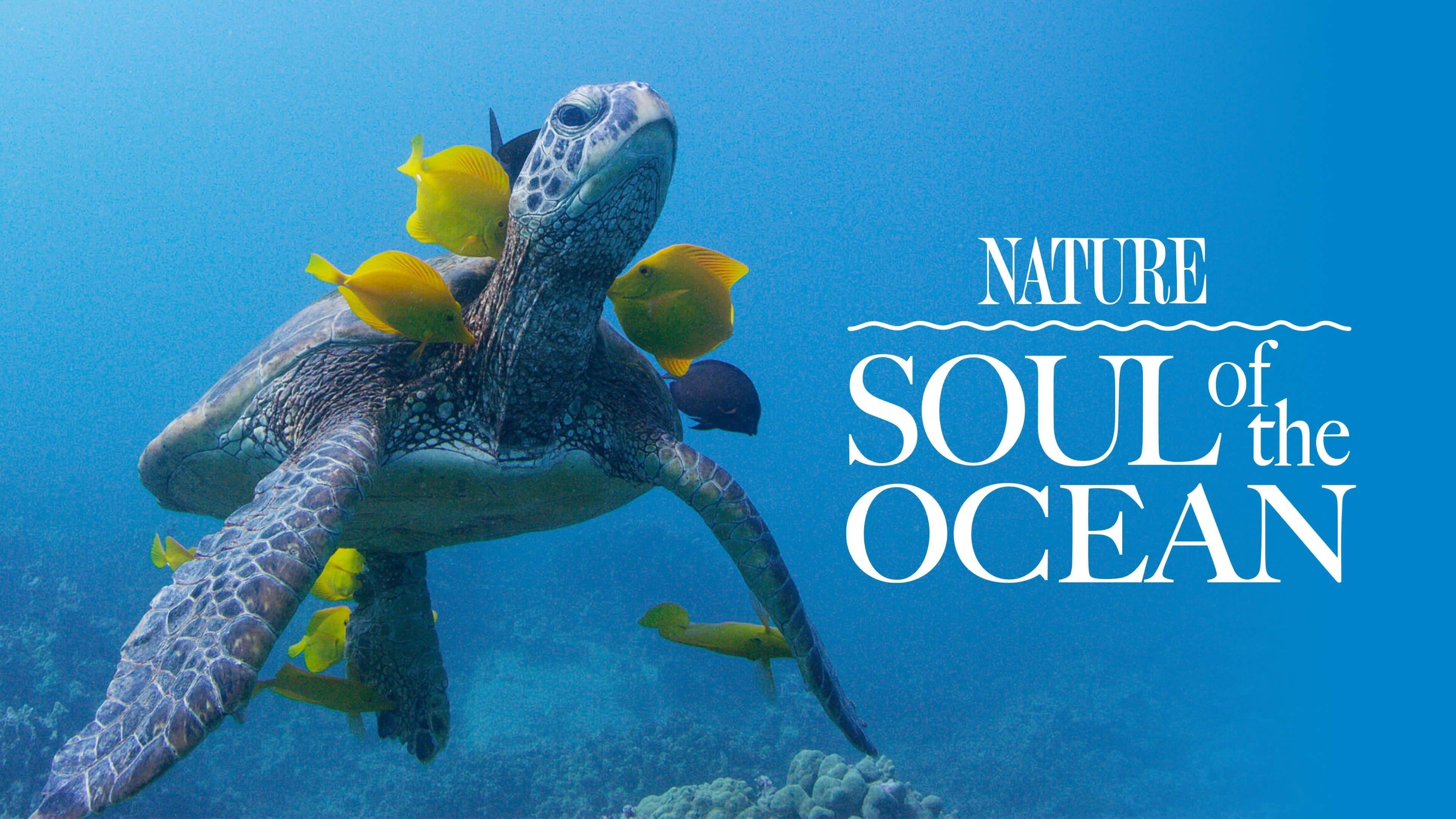 Soul of the Ocean - immagine