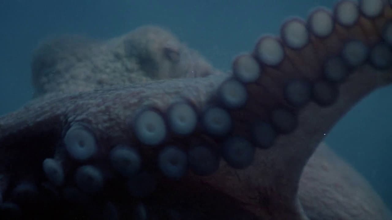 Tentacoli - immagine