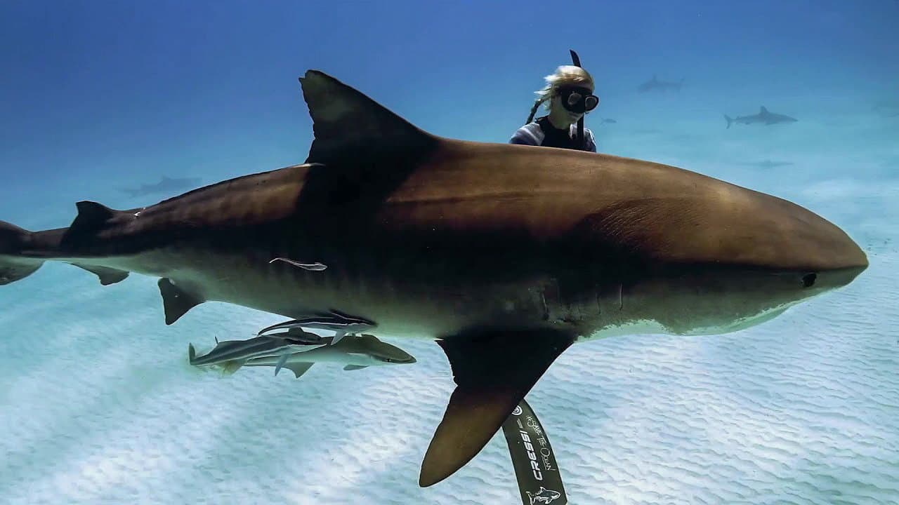Saving Jaws - immagine