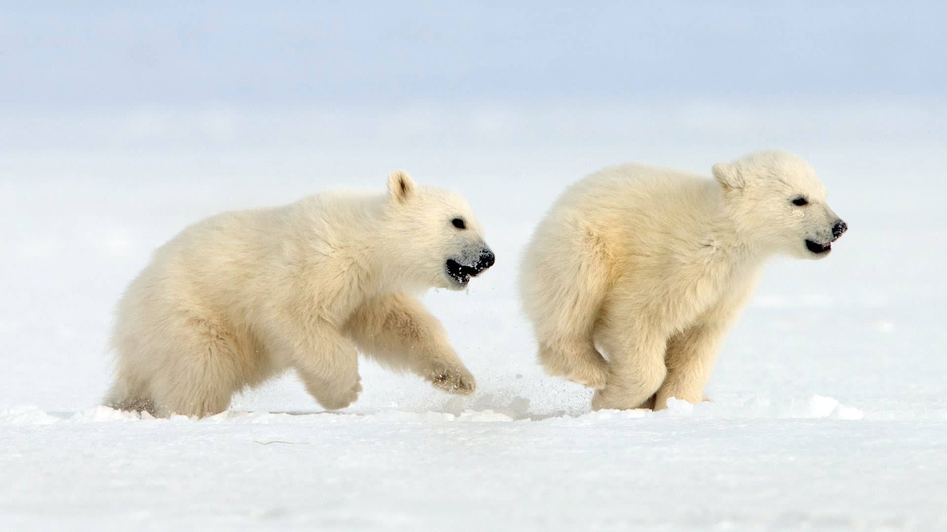 Snow Bears, vita da orsi - immagine