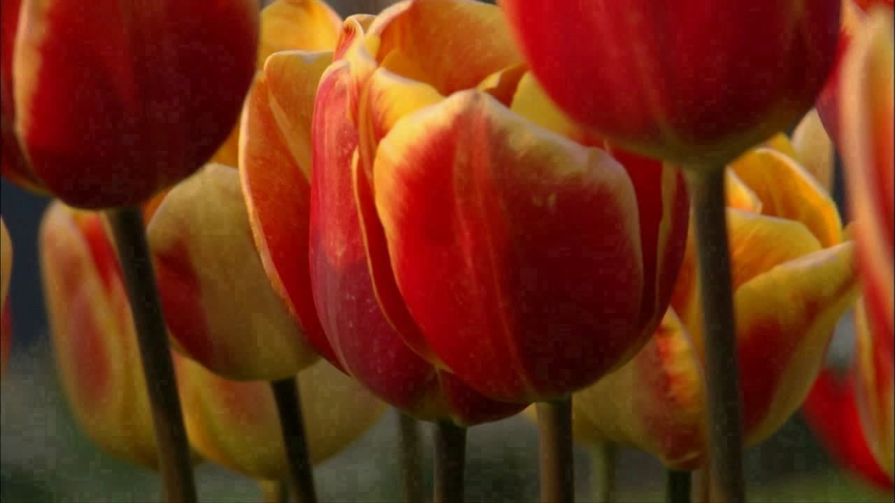 The Botany of Desire - immagine