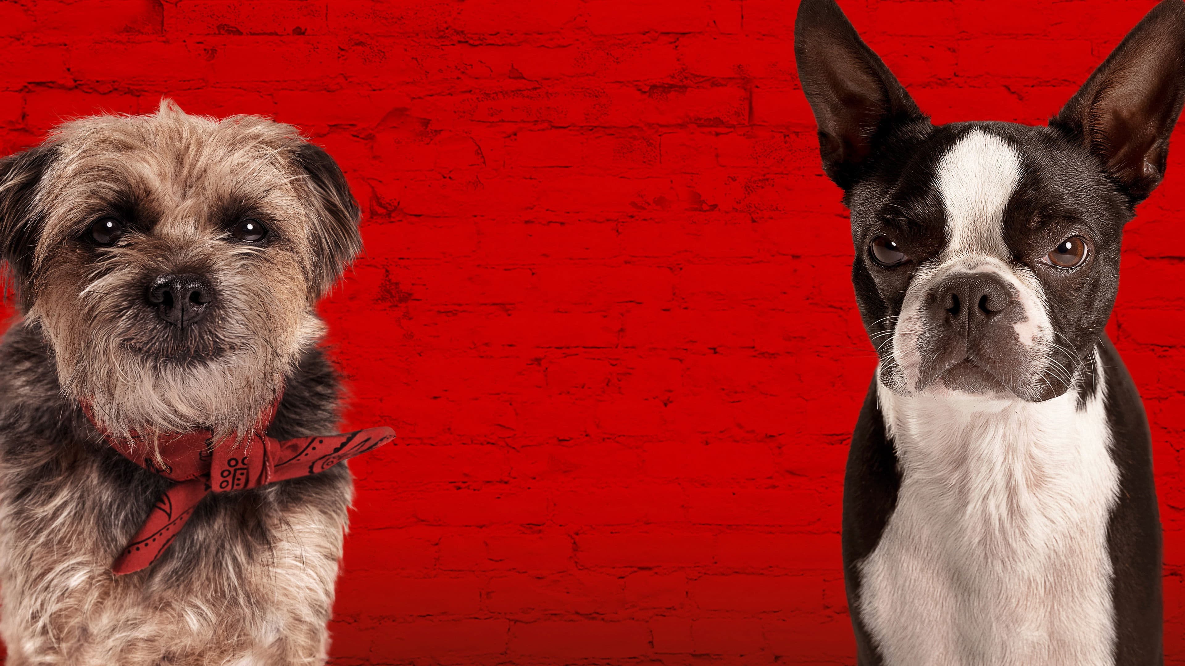 Doggy Style - Quei bravi randagi - immagine