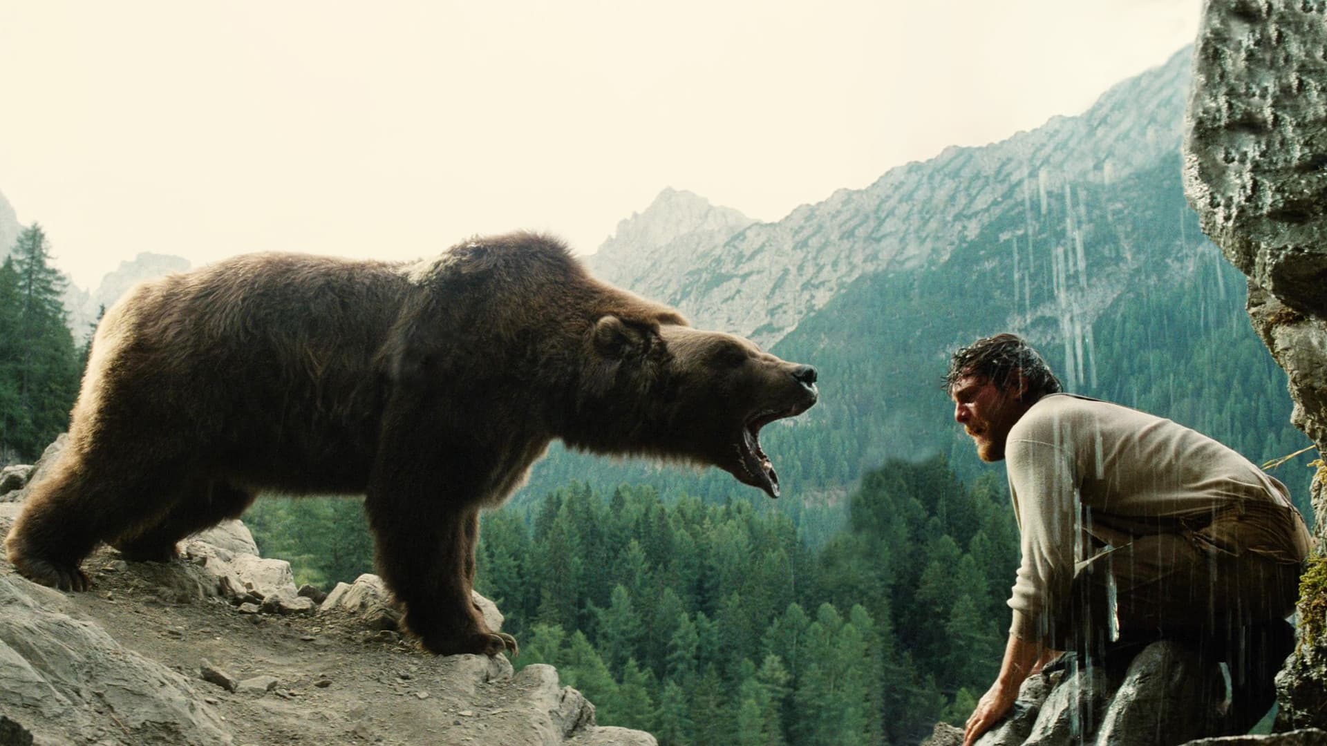 L'orso - immagine