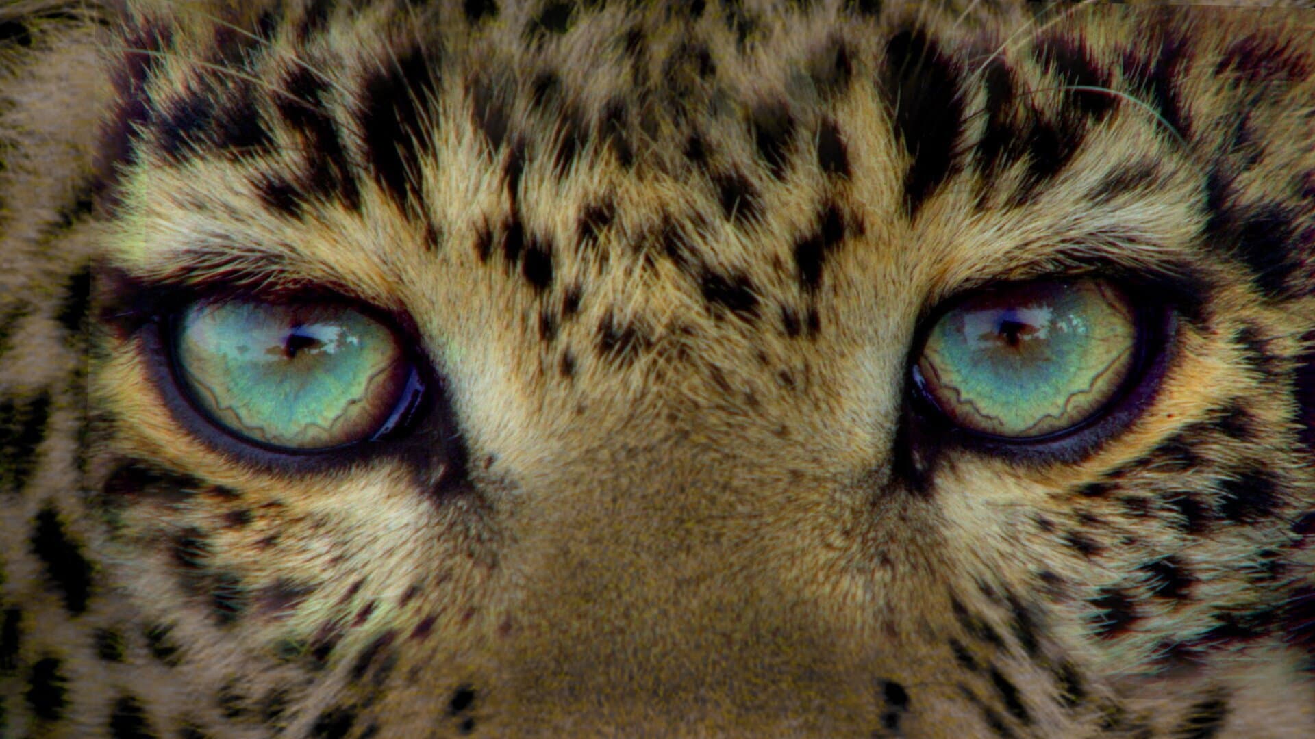 Jade Eyed Leopard - immagine