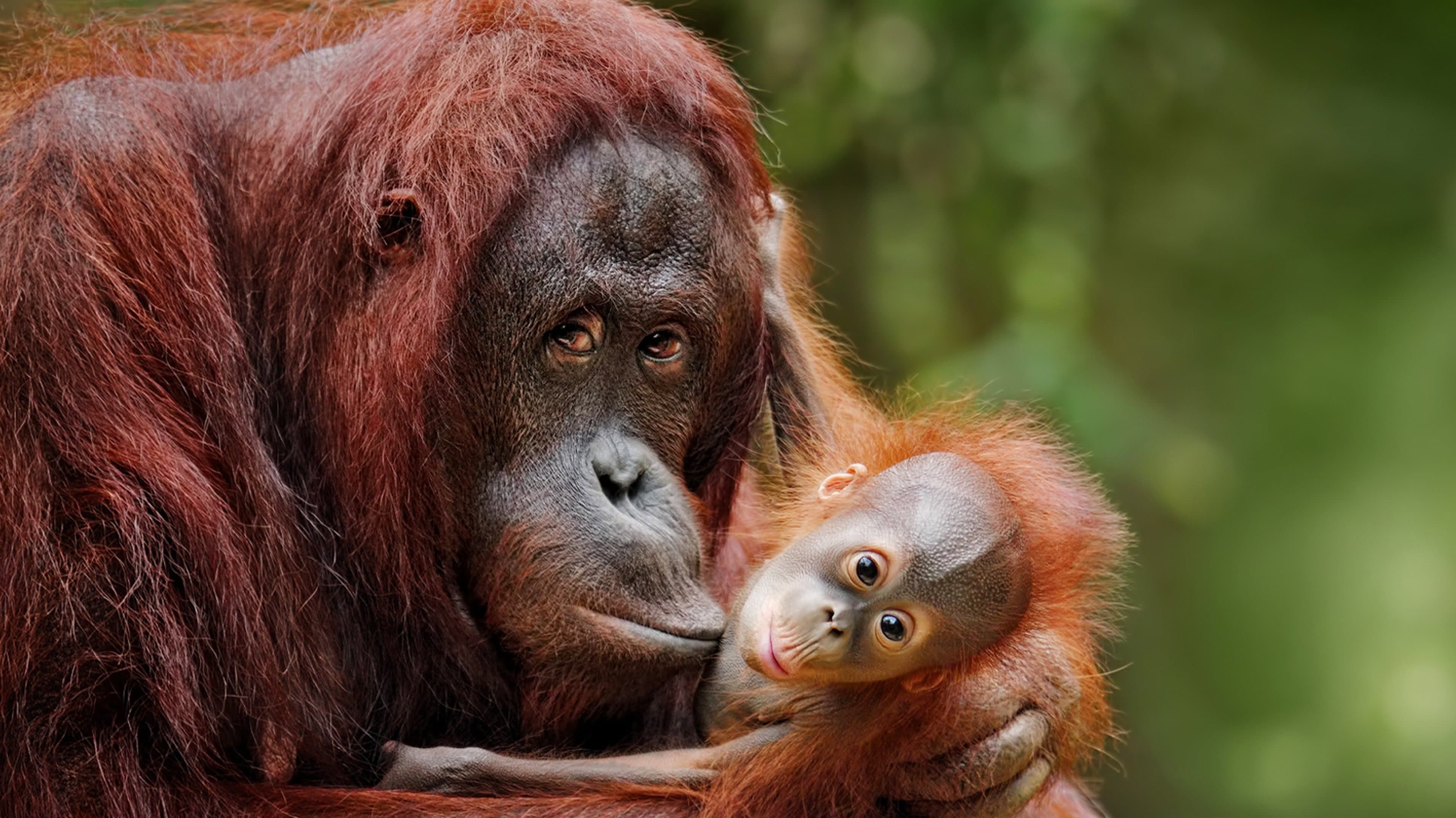 Escape from Extinction - immagine