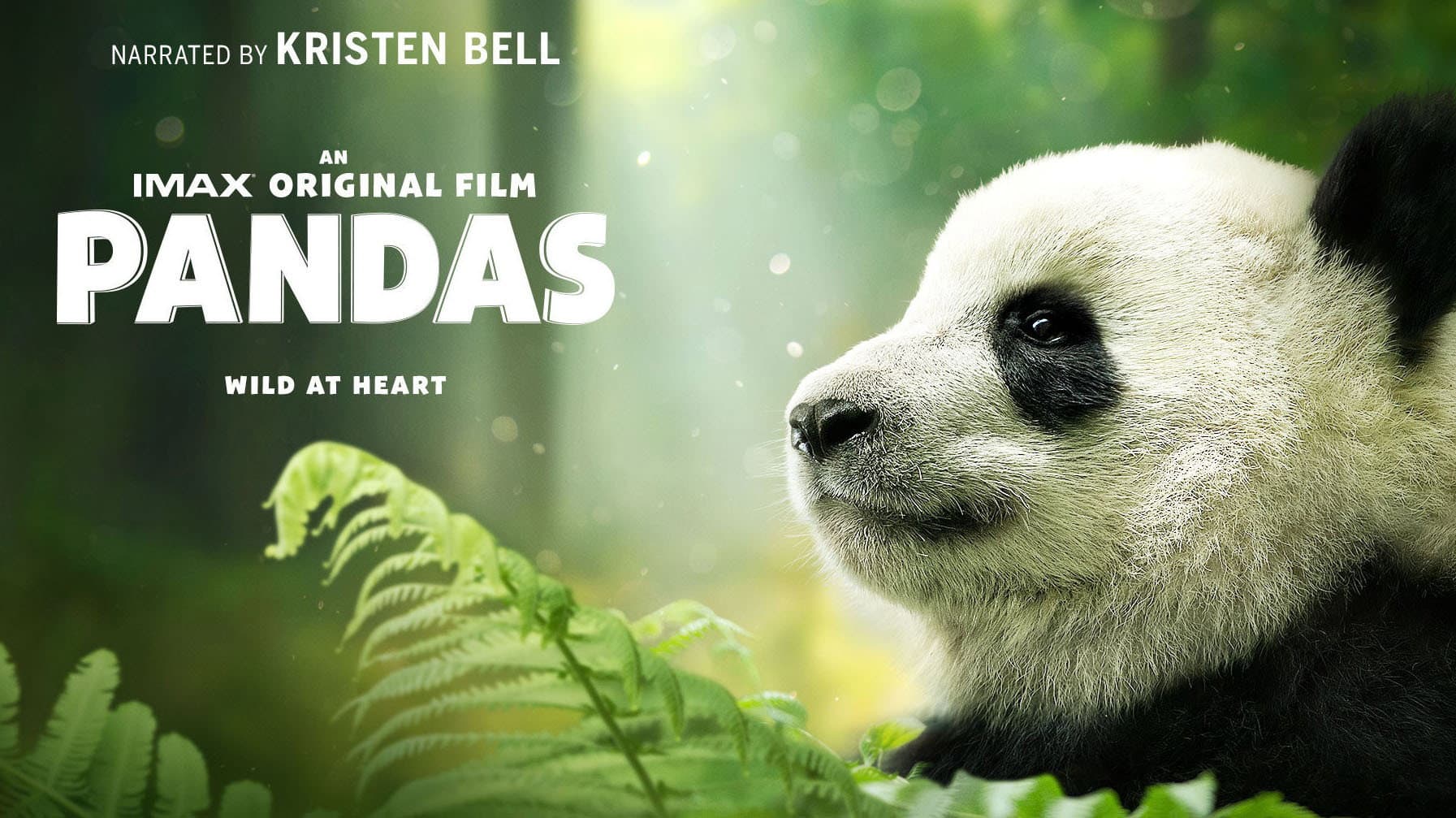 Pandas - immagine