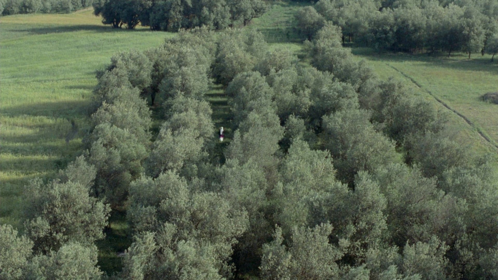 Sotto gli ulivi - immagine