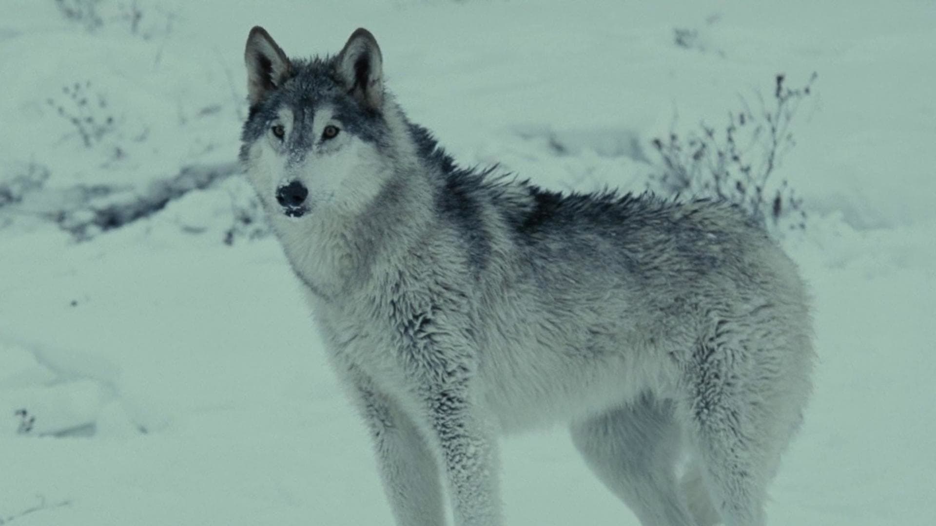 Loup - immagine