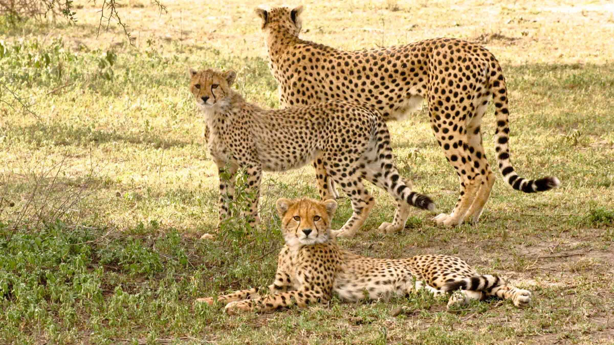 Serengeti Speed Queen - immagine