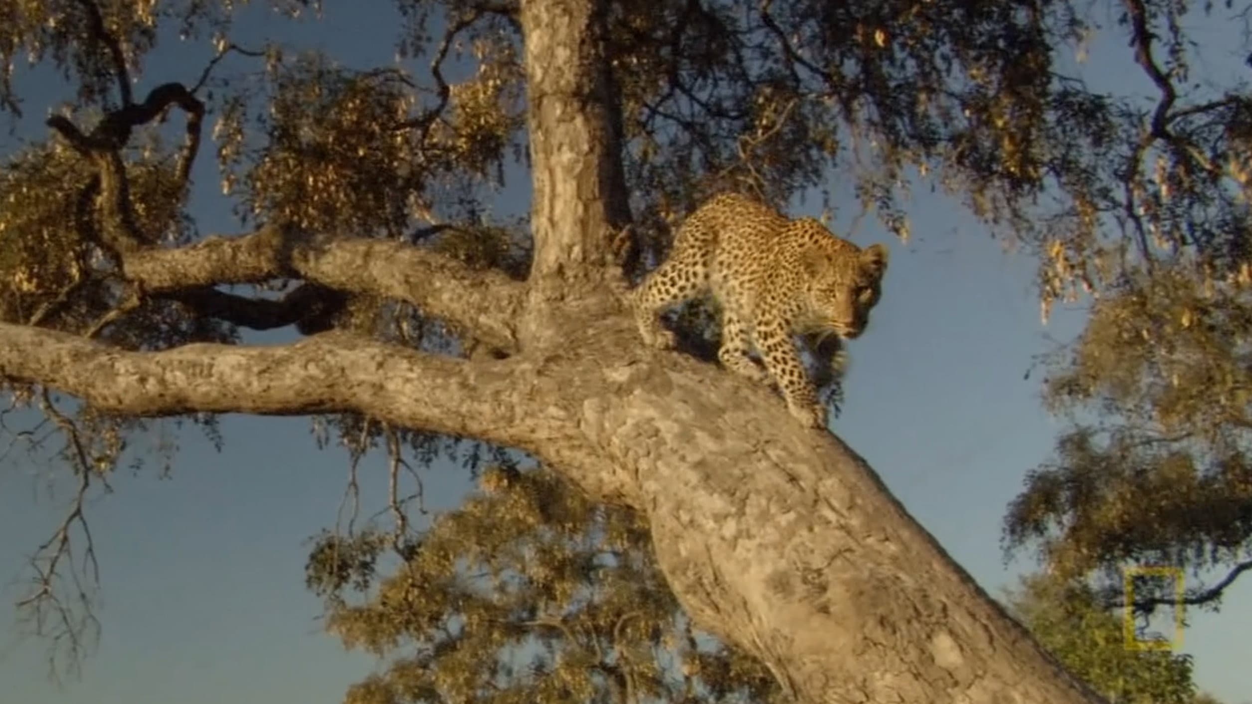 Eye of the Leopard: Revealed - immagine