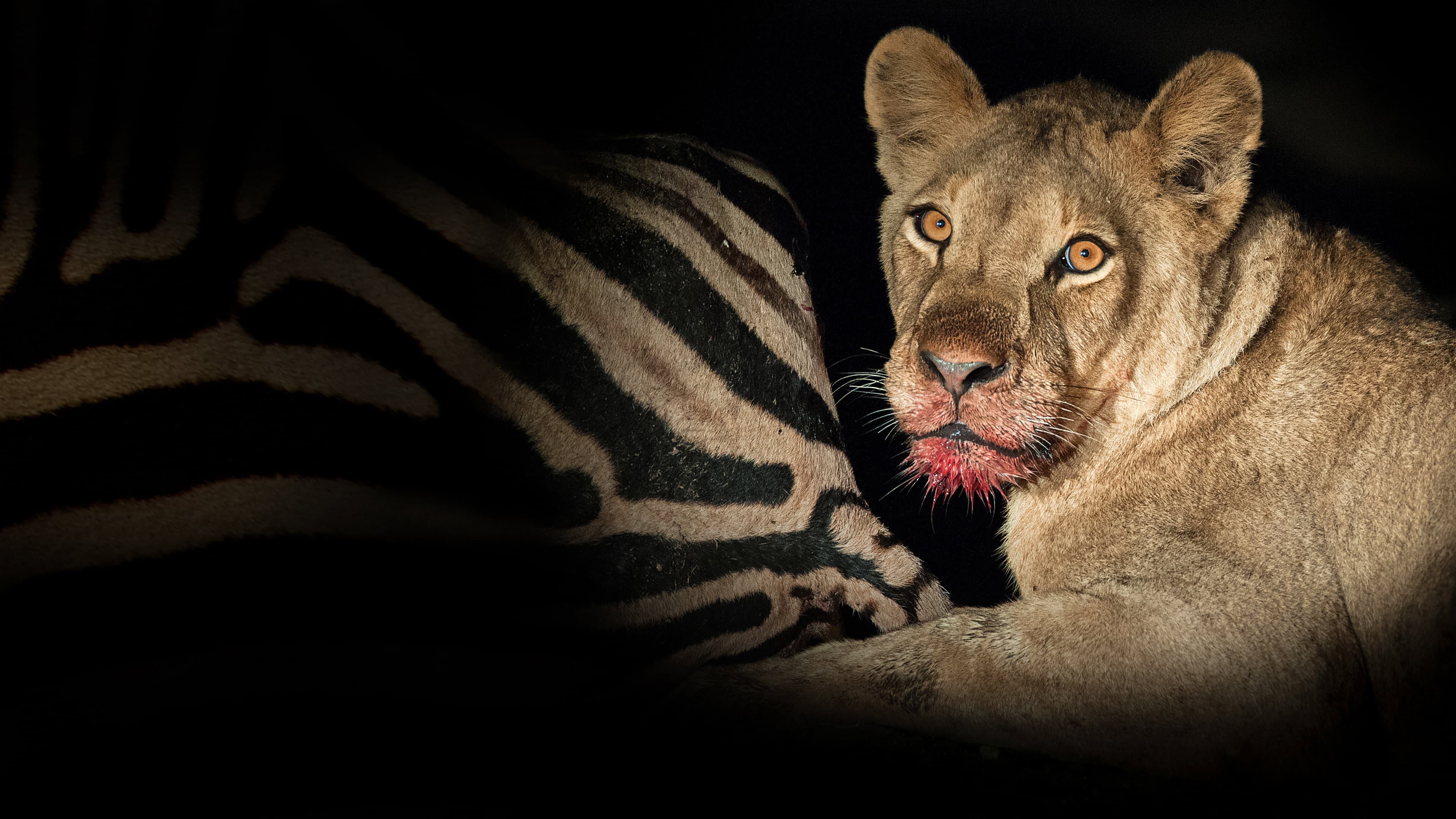 Game of Lions - immagine