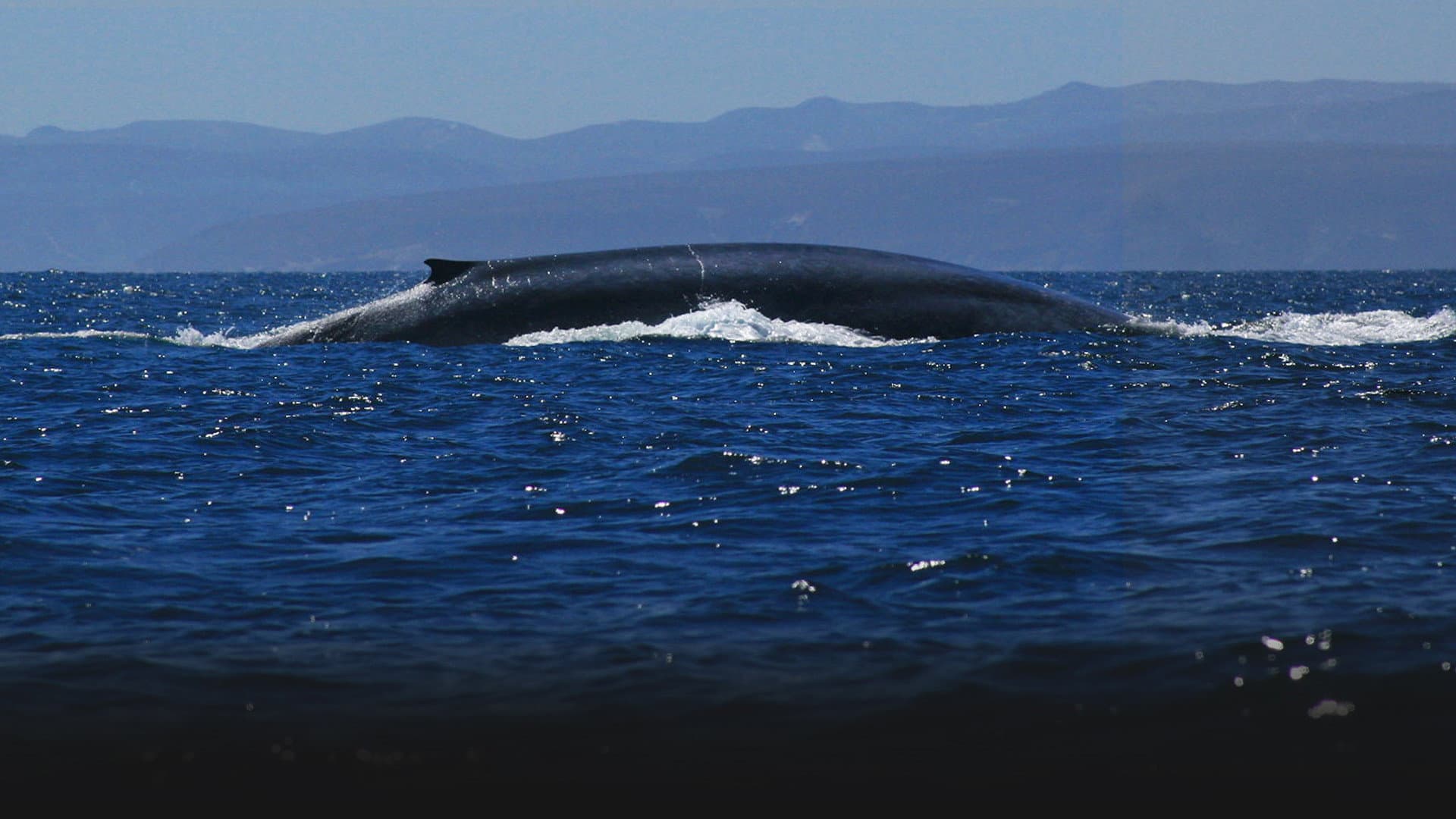 Il gigante fragile - La balena blu - immagine