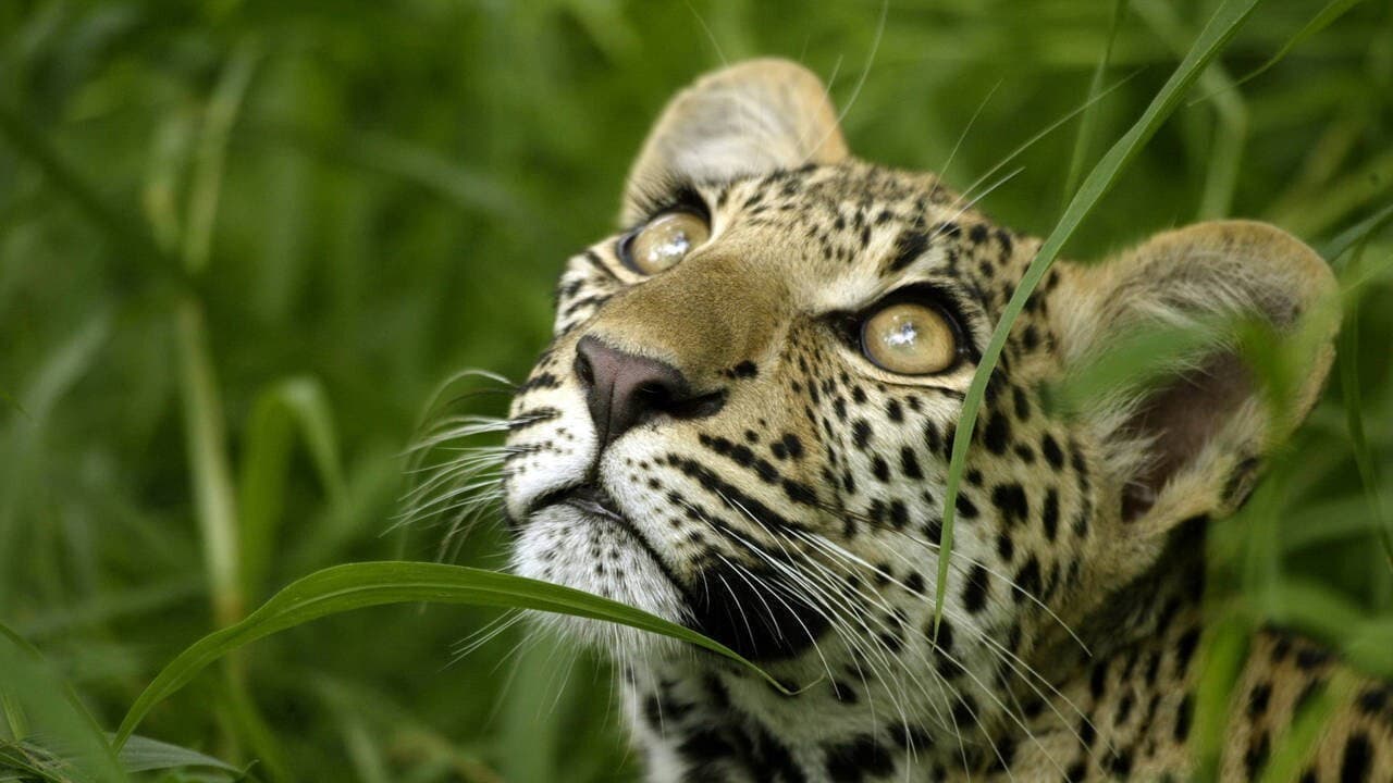 Eye of the Leopard - immagine
