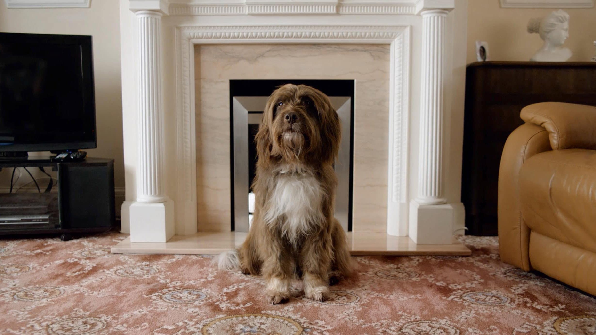 The Dog with the Woman - immagine