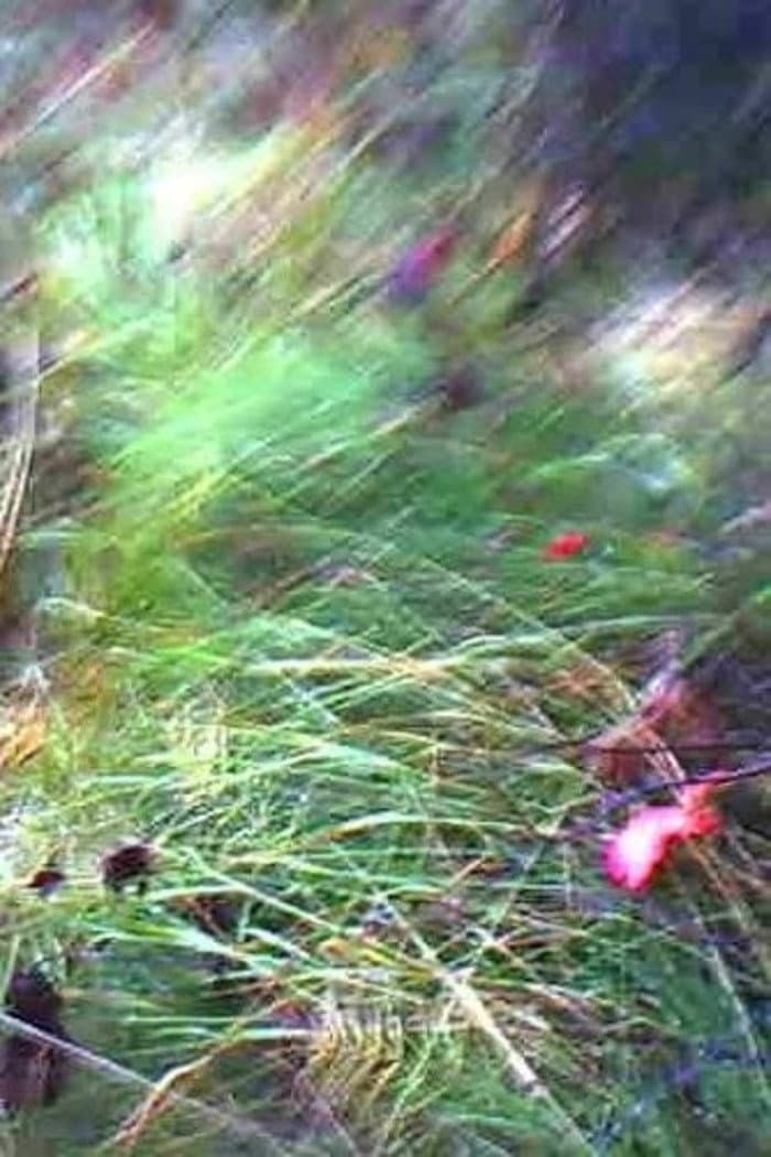 Poster di A Flower of Forgetfulness