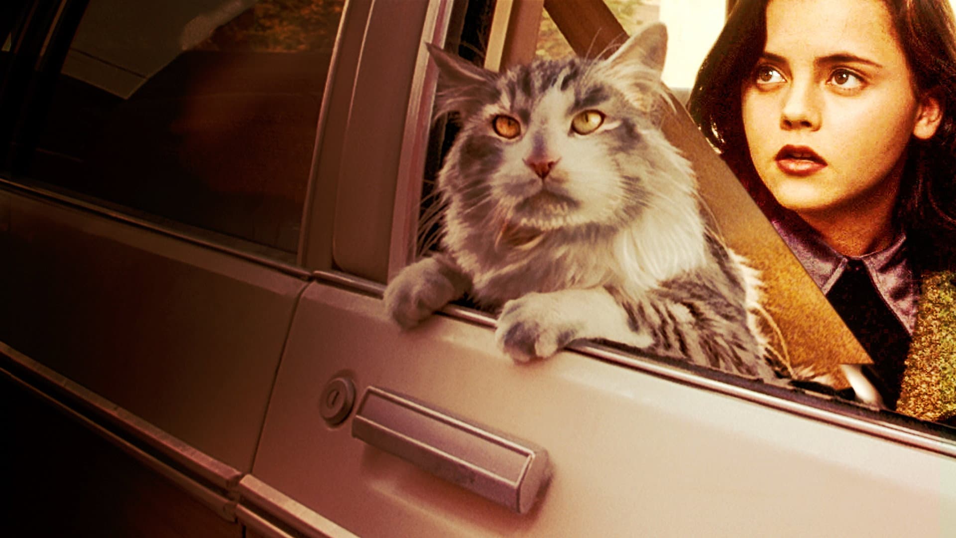 Operazione gatto - immagine