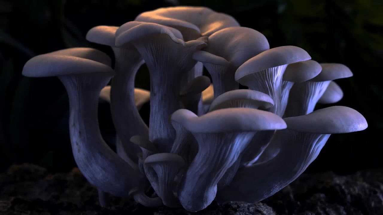 Funghi fantastici - immagine