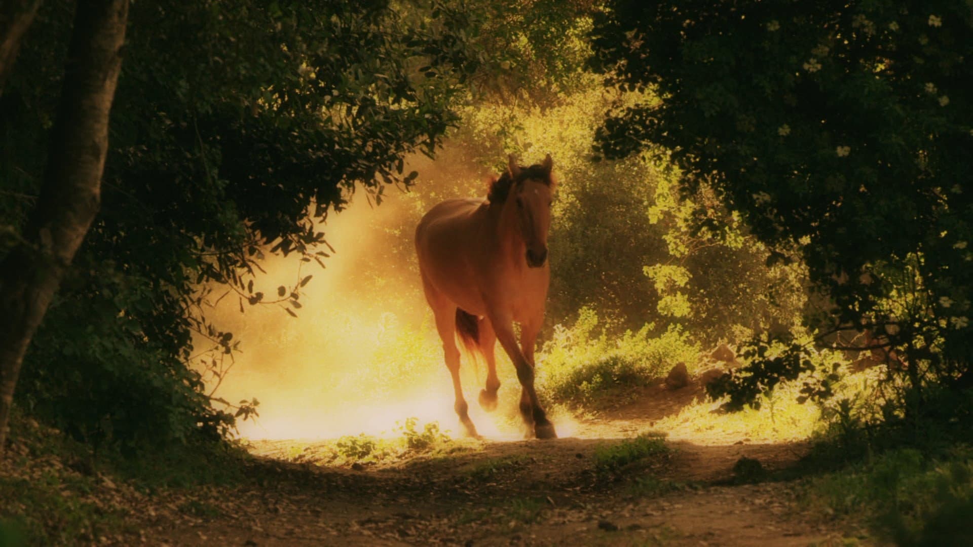 American Mustang - immagine
